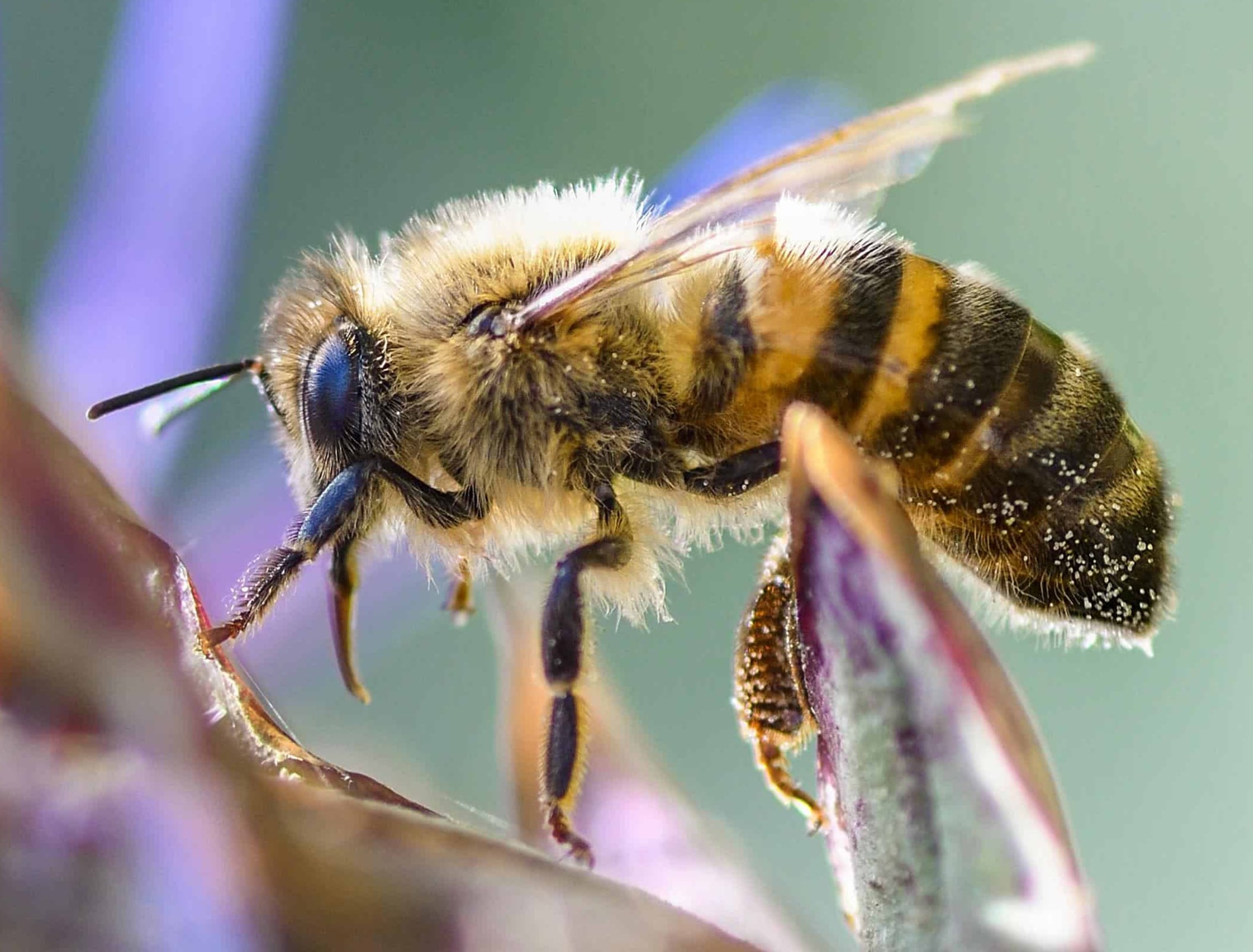 christels PIXNIO 1707704