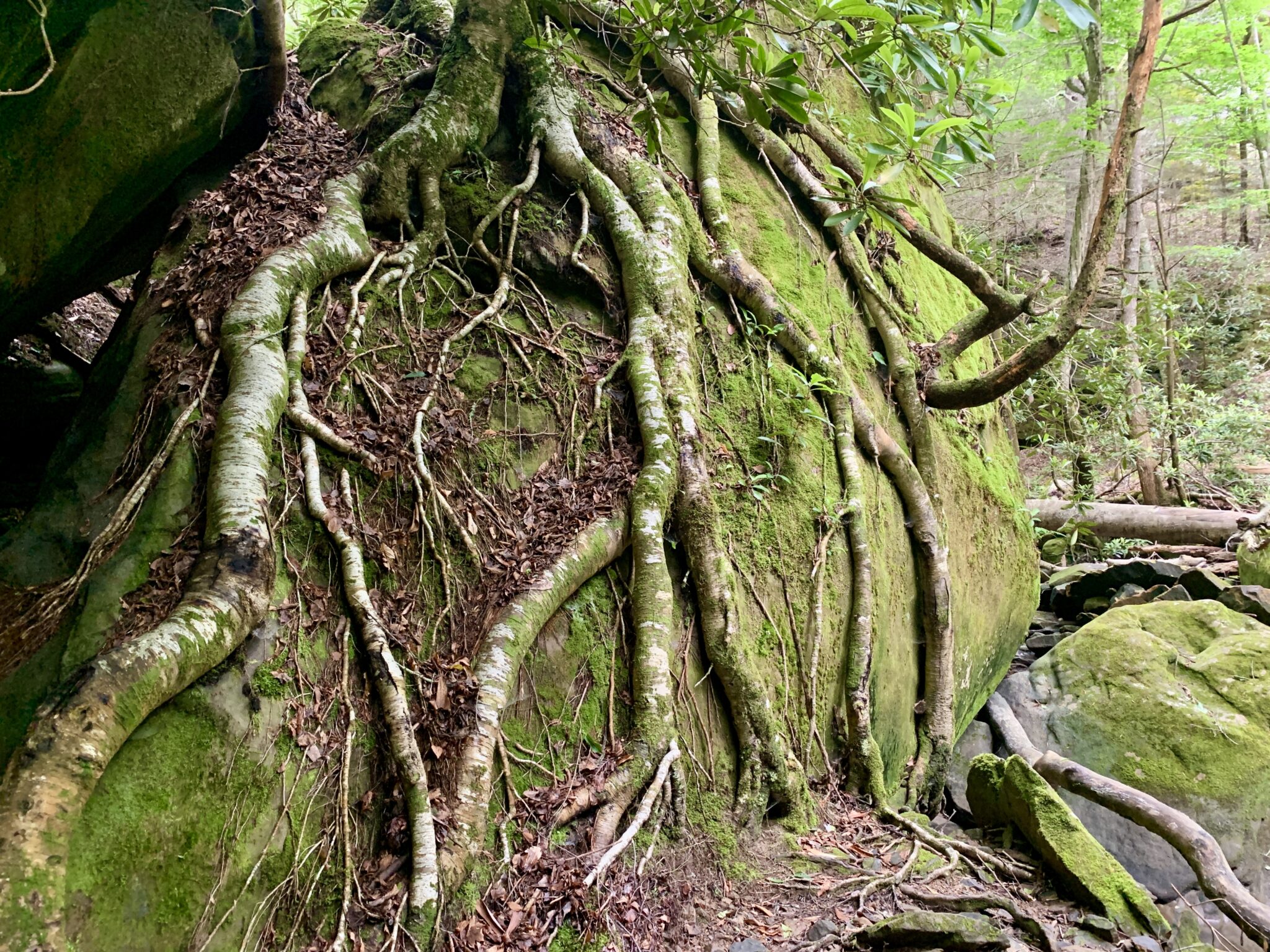 Roots cling to boulders